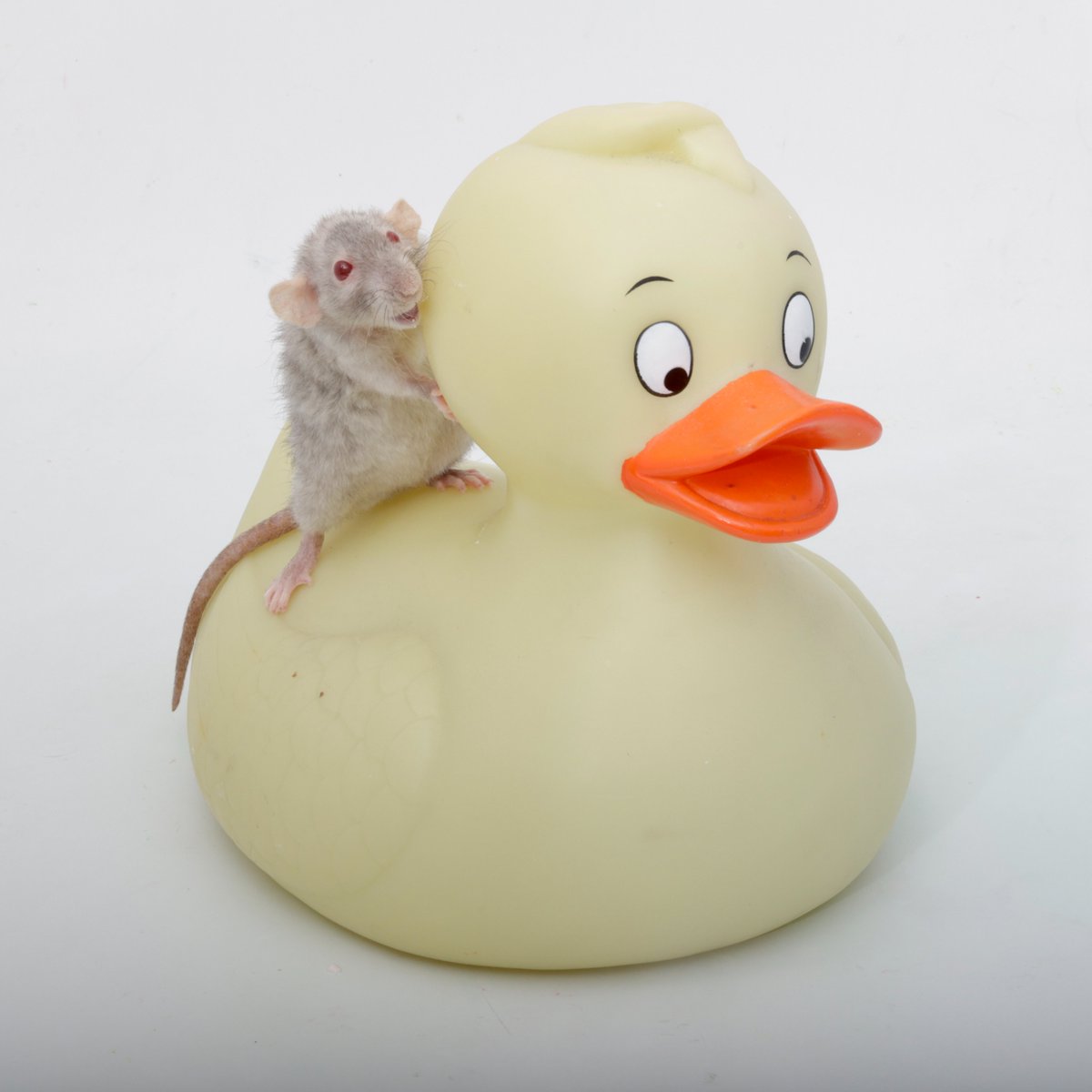 Rattrixs's tweet image. My dwarfs excitedly showing off their newest noble steed!