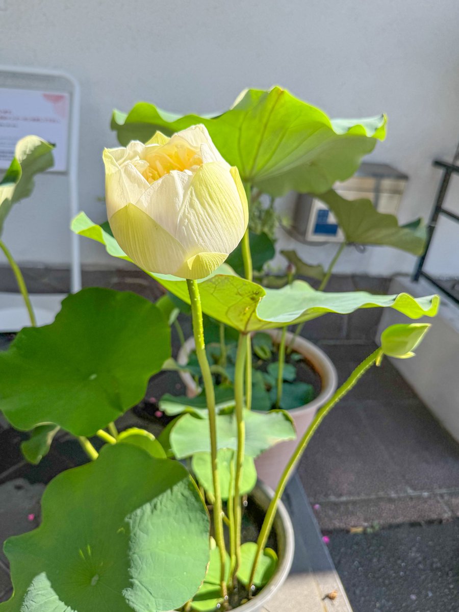 tsutsu111111's tweet image. 7月24日、湯川寺の蓮速報です!朝日を浴びて、蓮があとほんの少しで開きそうです。おそらく今日中に開くでしょう!またお知らせします。全国的に暑い日になりそうです、熱中症等もお気をつけて。今日も良い一日でありますように。
