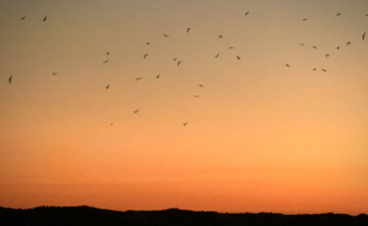 Audouin's Gull’s (300+ leaving 4 Roost @ Dusk) Birdwatching Point Hide A, The Ria Formosa Natural Park, Algarve, Portugal on 23rd, July, 2025 ☀️