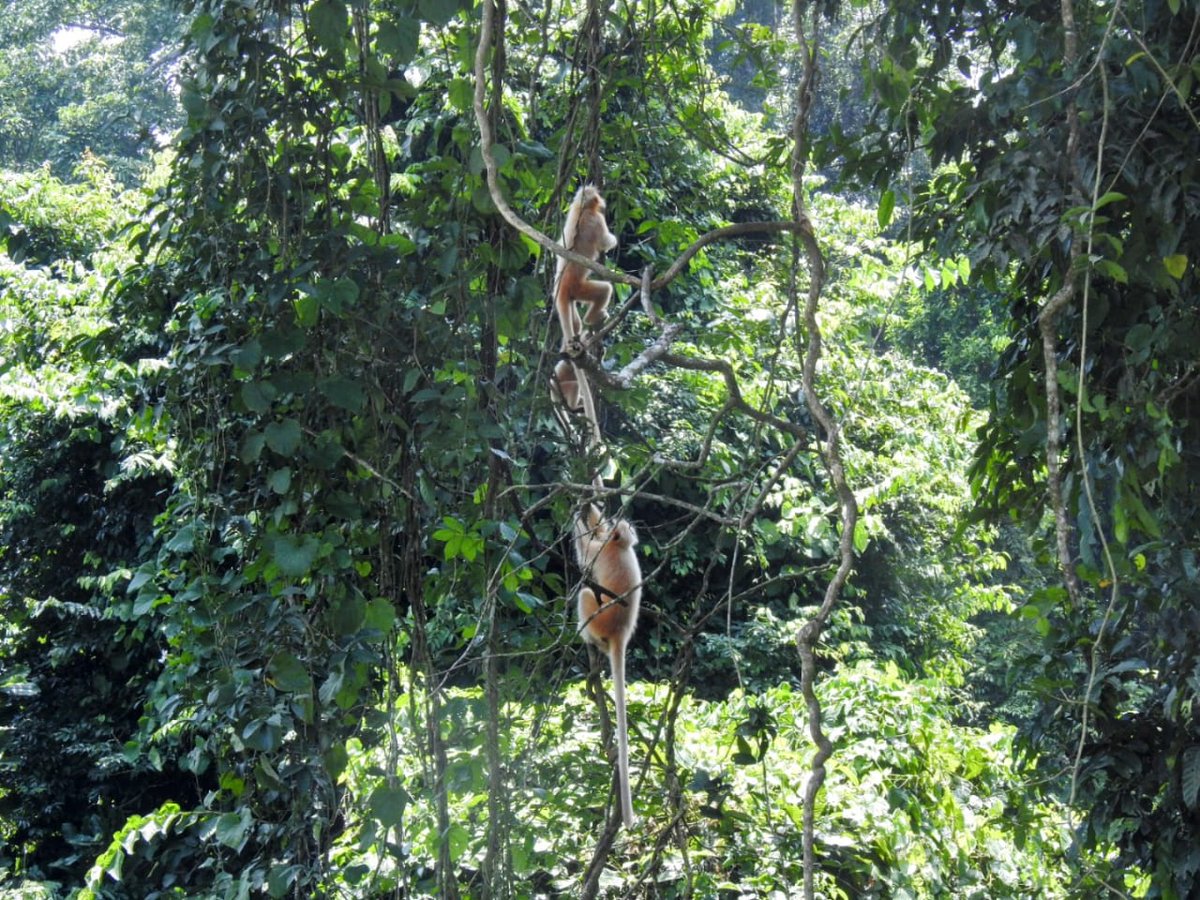 dibarijit's tweet image. The Bald & the Beautiful – now a certified B.L.Z. (Butterfly Landing Zone)!
Butterflies on my head, Golden Langurs in the trees.
Sikhna Jwhwlao, Bodoland.
20 km of rough road = nature’s security check.
Totally worth it!