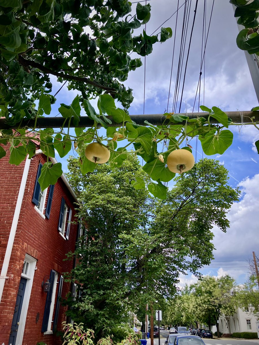 HobanGirl's tweet photo. Happiness is excitement that has found a settling down place, but there is always a little corner that keeps flapping around.
— E. L. Konigsburg, 1967
#urbanlife #AlfredSt 13-yo Oliver & more on #PittSt
Meanwhile in Arlington, 4-yo’s cooking #OldTownAlexandria #lifeisrich 😉x https://t.co/0A8xlLte61