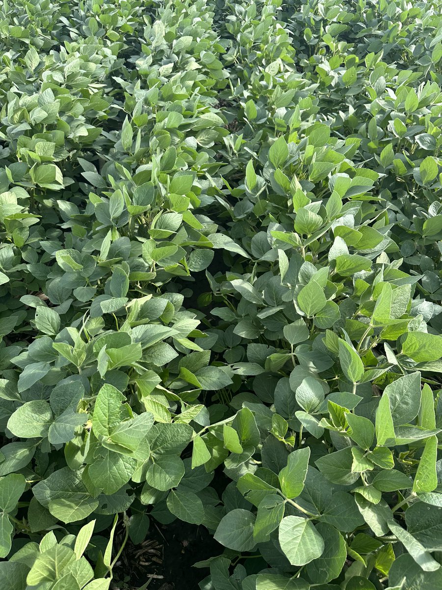 JesseWittlerWSF's tweet photo. May 6th drilled @BecksHybrids 2009XF soybeans 20 inch rows. It was 95 degrees in mid May. Since then 11 inches of rain and near perfect conditions. We followed a high yield @MeristemAg  program. Lots of flowers and branches. 3 spray applications in 2025 always had weed killer https://t.co/GghgHV892F