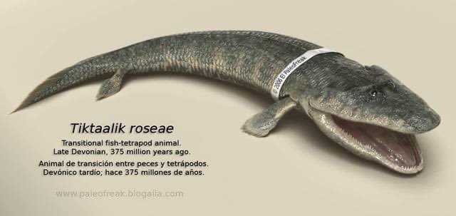 western civilization began when Tiktaalik invoked the Faustian spirit to make it's way onto land as it was done waiting for Hyperbora to arrive in its little freshwater pond