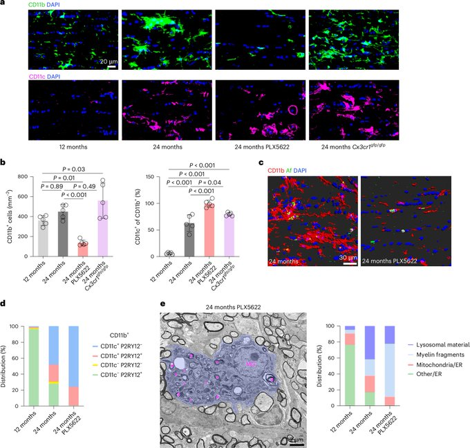 DrImranSheikh's tweet image. Microglia activation orchestrates CXCL10-mediated CD8+ T cell recruitment to promote aging-related white matter degeneration
nature.com/articles/s4159…