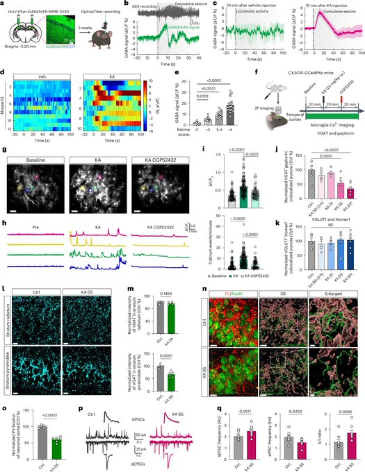 DrImranSheikh's tweet image. GABA-dependent microglial elimination of inhibitory synapses underlies neuronal hyperexcitability in epilepsy
nature.com/articles/s4159…