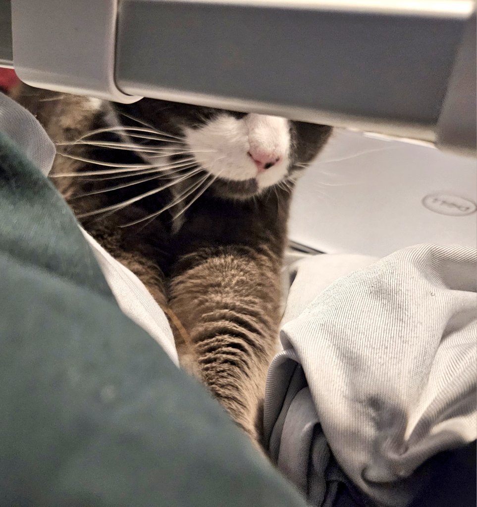 ShesBasedBabe's tweet image. Someone, not going to name names, doesn't understand why the laptop stand is making noise every time they make biscuits in the blanket that's on top of it.