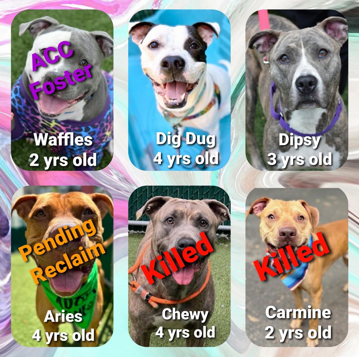 Quinnqueens's tweet image. #Pledges #NYCACC
TAP Pledge Totals
🌸 #MorgFairsDogs 🌸
Both under a Kill Command
💙 Dipsy $295
🩵 Dig Dug $847
They deserve to live a long happy life. 🐾 They need help ASAP 🆘 Pls #Foster-it takes 1 person 2 save a life🏡
#Pledge4Rescue-every $ helps attract a rescue🛟