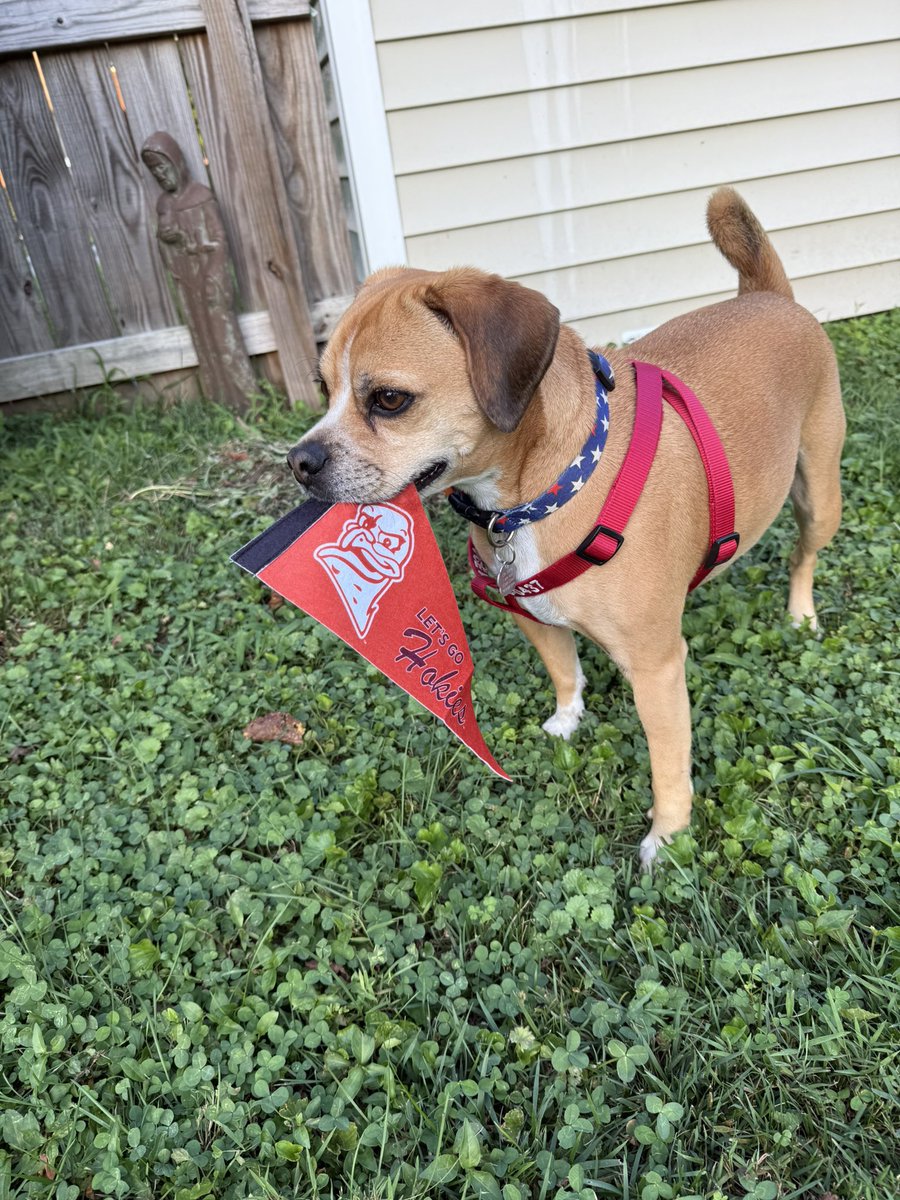 passtheranchdip's tweet image. Ace is ready for #CollegeFootball. #GoHokies. Probably the most handsome dog mascot aside from the Herbstreit clan, what do you say @KirkHerbstreit? Better than the “ugly dog” mascots Lee Corso talked about on @CollegeGameDay