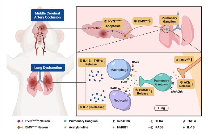 DrImranSheikh's tweet image. Stroke patients are at increased risk of developing pneumonia. Chen et al. provide evidence that stroke disrupts parasympathetic nerve activity and induces a pulmonary inflammatory response, leading to compromised respiratory function. tinyurl.com/efxmwxvp