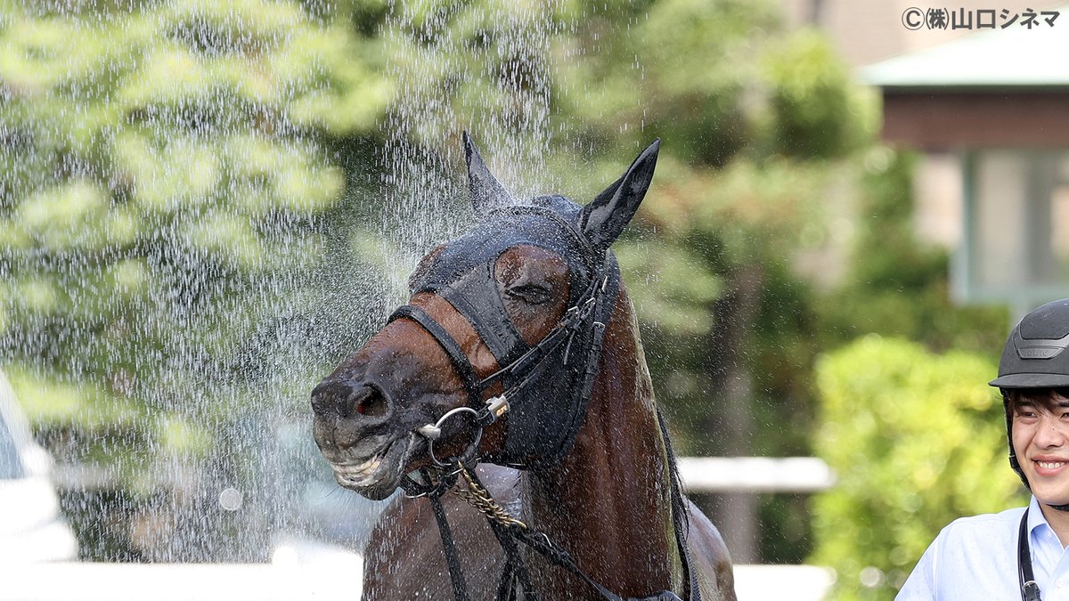 G1TCofficial's tweet image. 先週(土)福島・芝1800m戦で、アメテュストスが大激戦を制して初勝利!
ゴールの瞬間やスローモーションの映像では正直、負けを覚悟しました💦父サートゥルナーリア譲りのダイナミックな走りは、今後も大きな武器になるでしょう。
歓喜のシャワーを浴びる姿、とても気持ちよさそうです😆