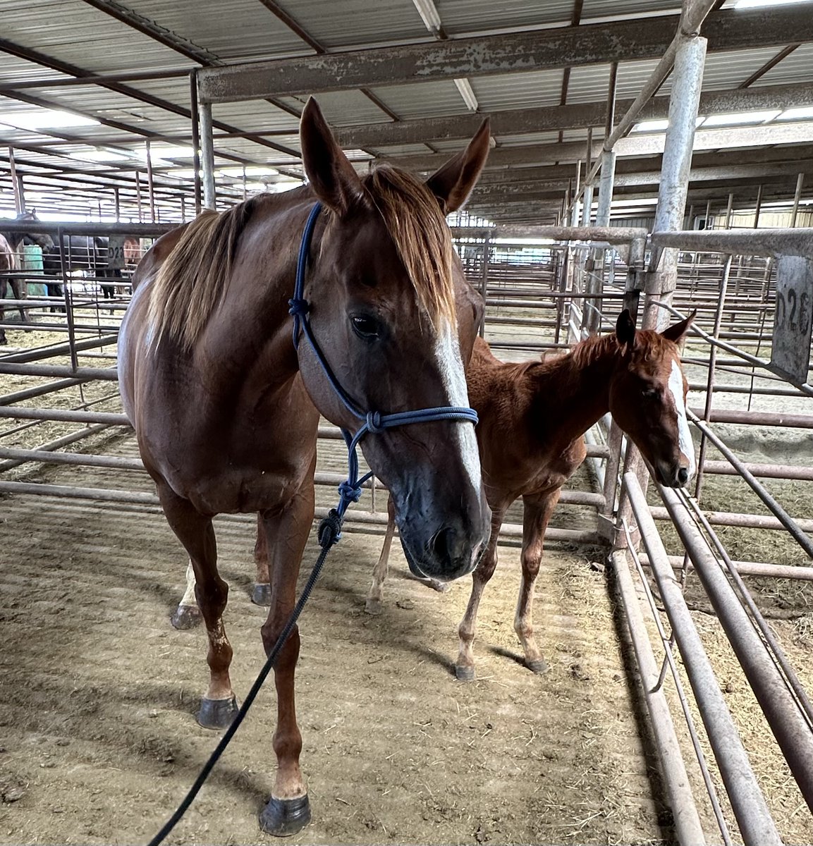 🆘🆘🆘🆘🆘👉Urgent fundraiser for thoroughbred mare and her baby foal at TX lot. We need to raise at least $3500 to secure them and transport. They will be going to Hasty's Haven in SC. We are not sure what day we can get them picked up yet but will pay to get them in a separate
