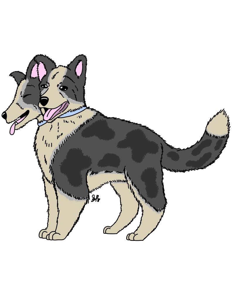artnekogirl's tweet image. two headed dogs i drawn so far. I drawn a pug and border collie. what dog should i do next? #dogs #MONSTERS #twoheads #pug #bordercollie