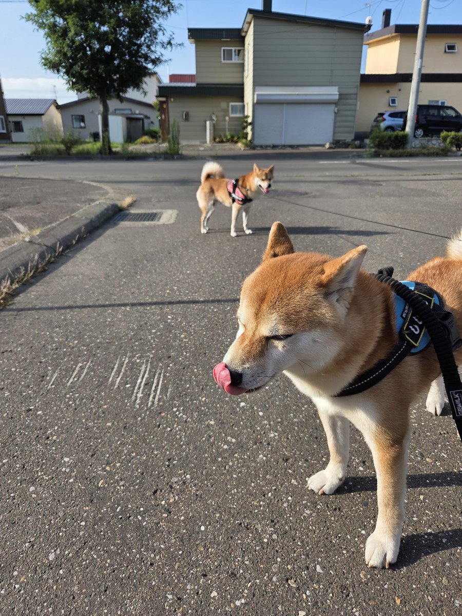 早朝さんぽはまだ
涼しいのぉ～🐶ﾍﾟﾛｯ
奥でまだ帰りたくないにくまる😒
#柴犬のいる暮らし #柴犬