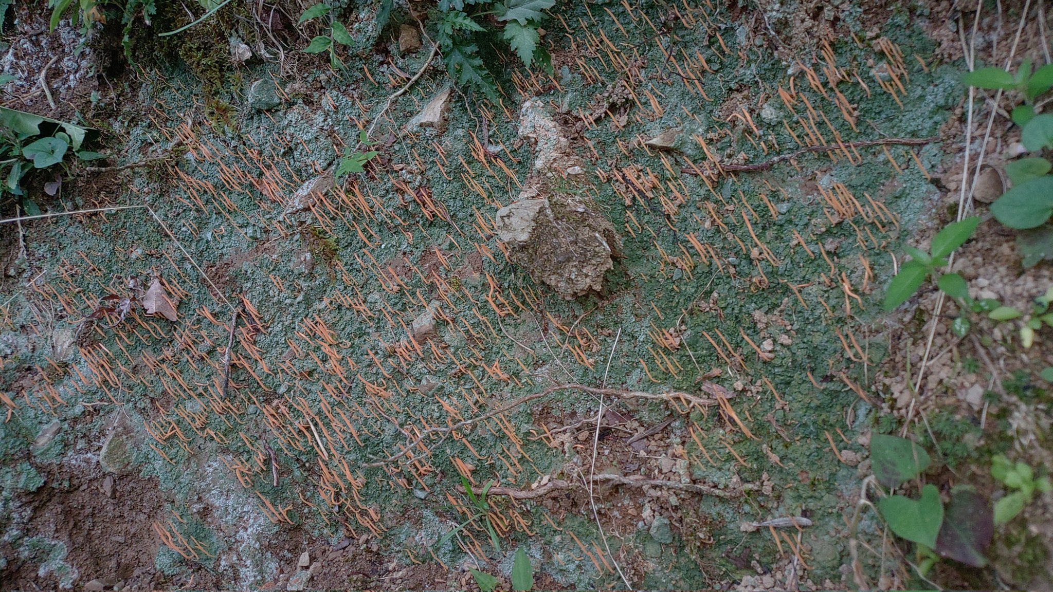 日本菌学会 (@Mycology_Japan) / X