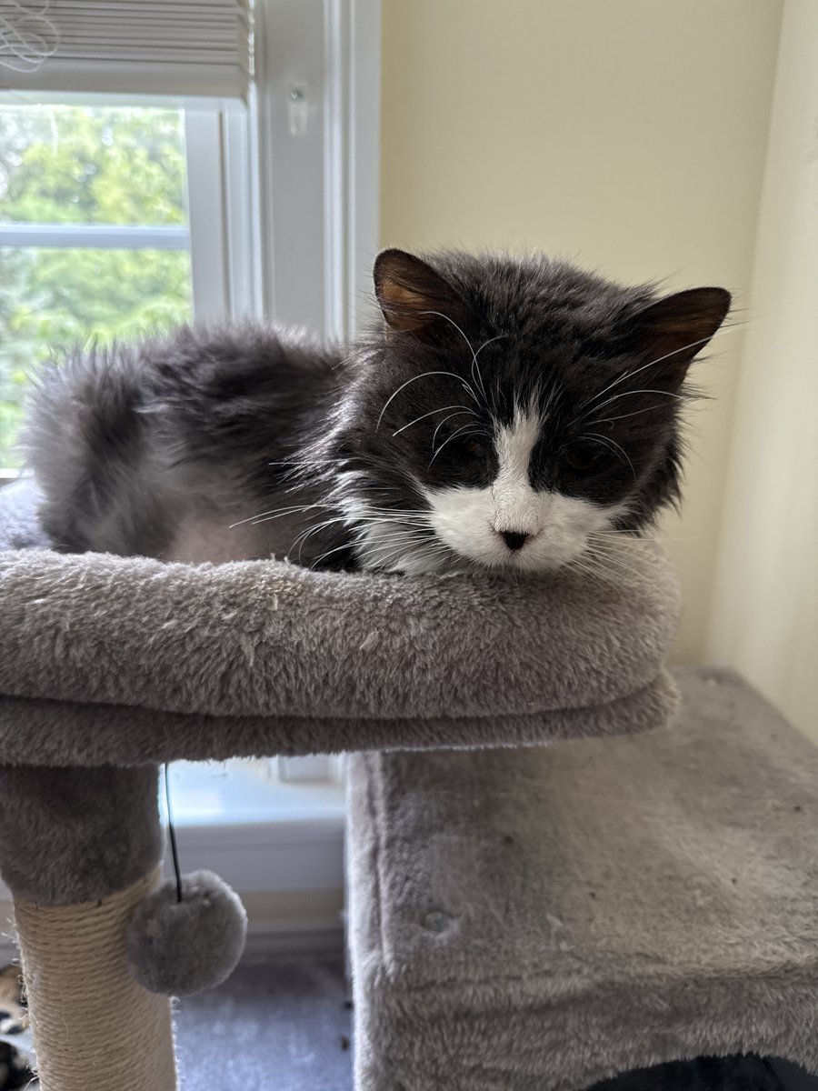 SixCatsOnePup's tweet image. My sister, Faith, passed away peacefully today after a battle with cancer. She was the sweetest most beautiful girl and we all miss her terribly.