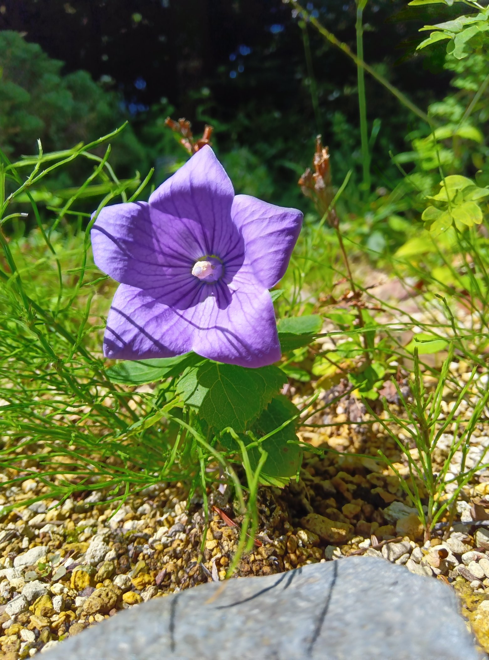 杪夏　箱根湿性花園のマツムシ草 パステル画 マツムシソウは初秋の風にゆれて…青紫色は仙石原の大切な想い出
