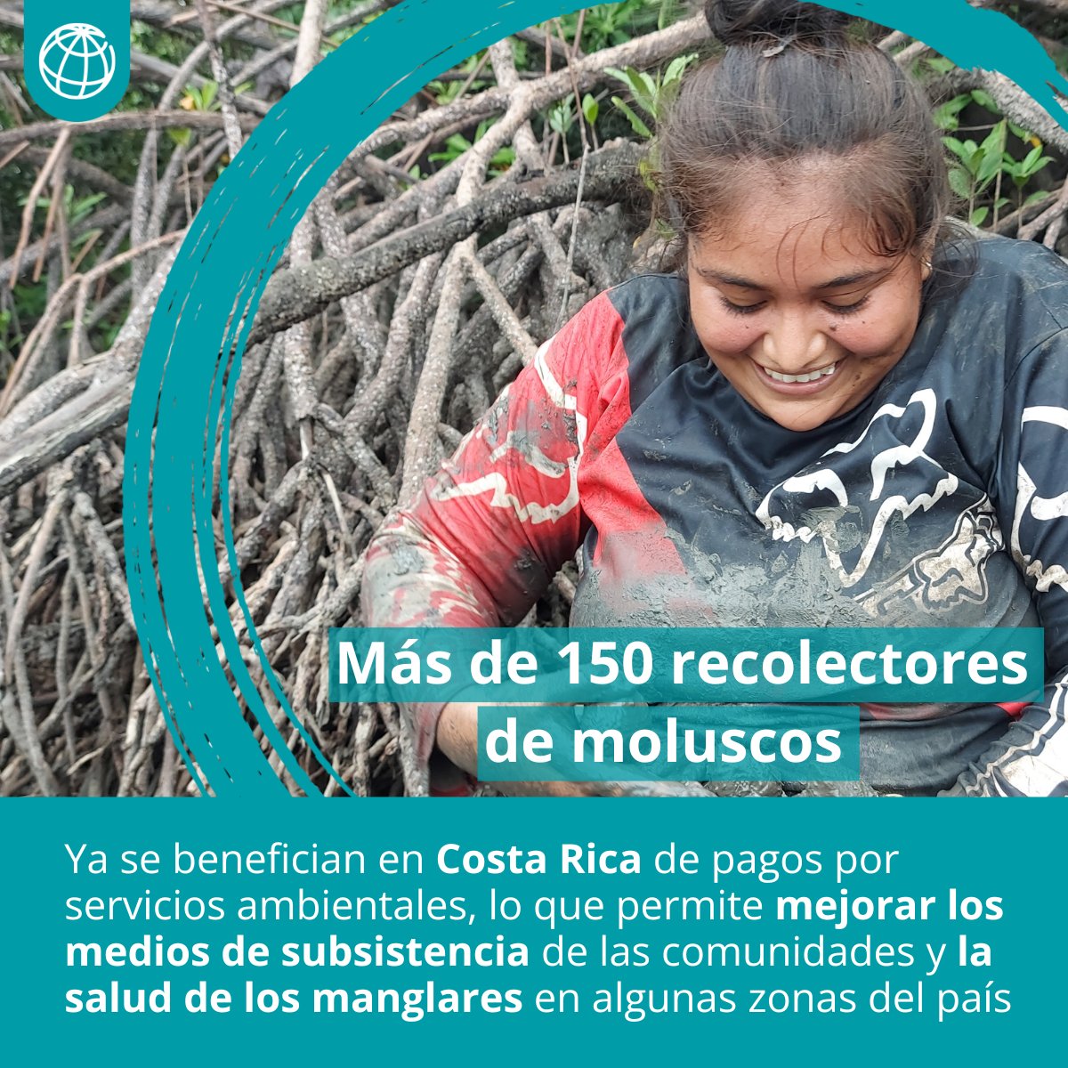 BancoMundialLAC's tweet image. Este piloto pionero en #CostaRica recompensa a recolectores de moluscos, mejorando sus medios de subsistencia y reconociendo su labor en la conservación de los manglares del país. Lee la historia completa: wrld.bg/USm950Wt8HU