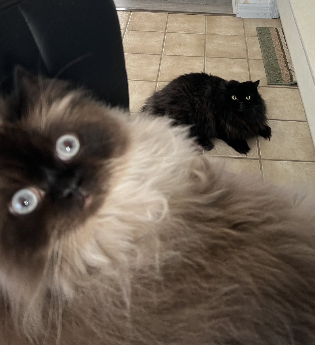 FriendlyNoodles's tweet image. he&apos;s behind me isn&apos;t he