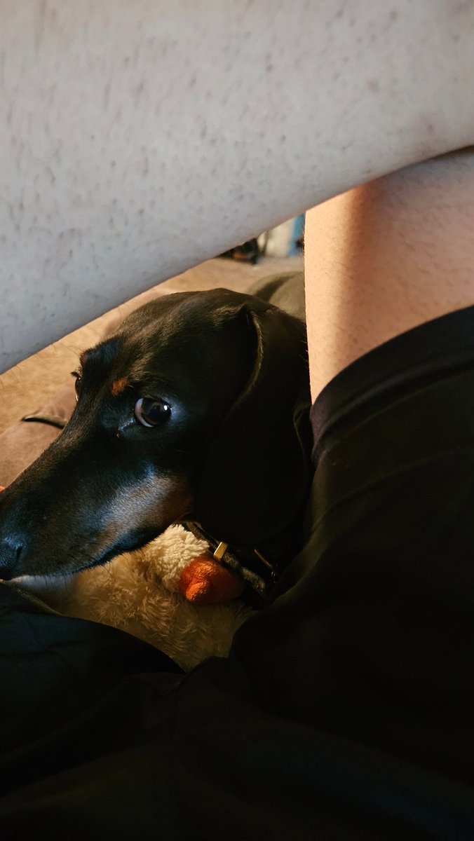 Velion83's tweet image. Wiener pic.