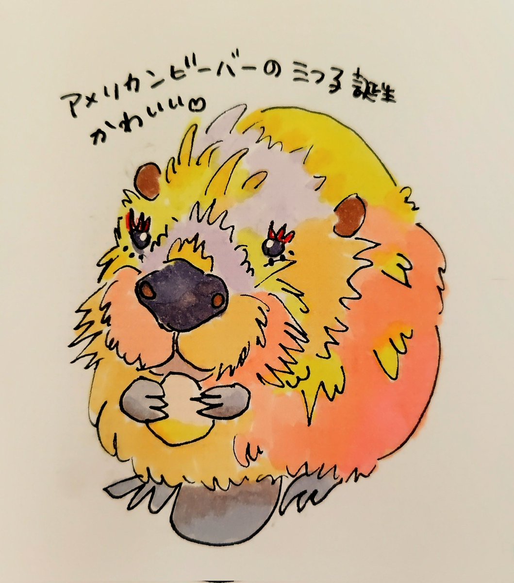 marujiroart's tweet image. 無条件でかわいい😍
おはぎ、おかき、おやき
って名前、センス抜群やね👍️
🐧🐘🦒🐯🦁

#ビーバーの赤ちゃん
#ビーバー
#無条件でかわいい
#神戸どうぶつ王国
#ゆるいイラスト #みんなで楽しむTwitter展覧会 #芸術同盟  #つぶやき  #落書き #ドゥードゥル #doodle