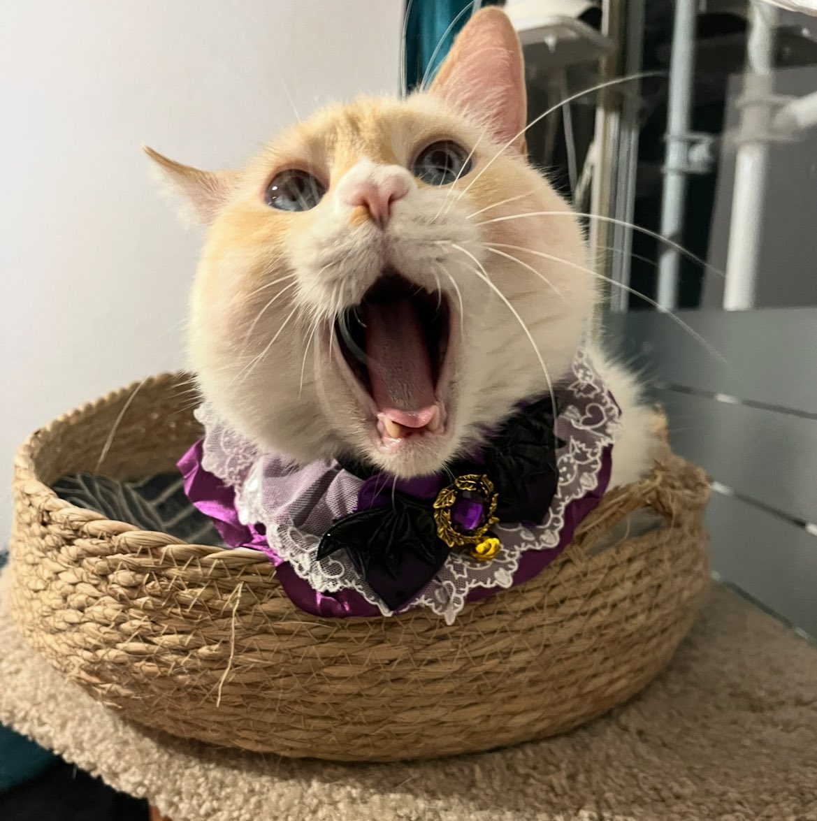 KoshkaMorrison's tweet image. Faltan 100 días pal JALOVUIN 🎃👻💀
( yame anda vien arto del jalouvuin)