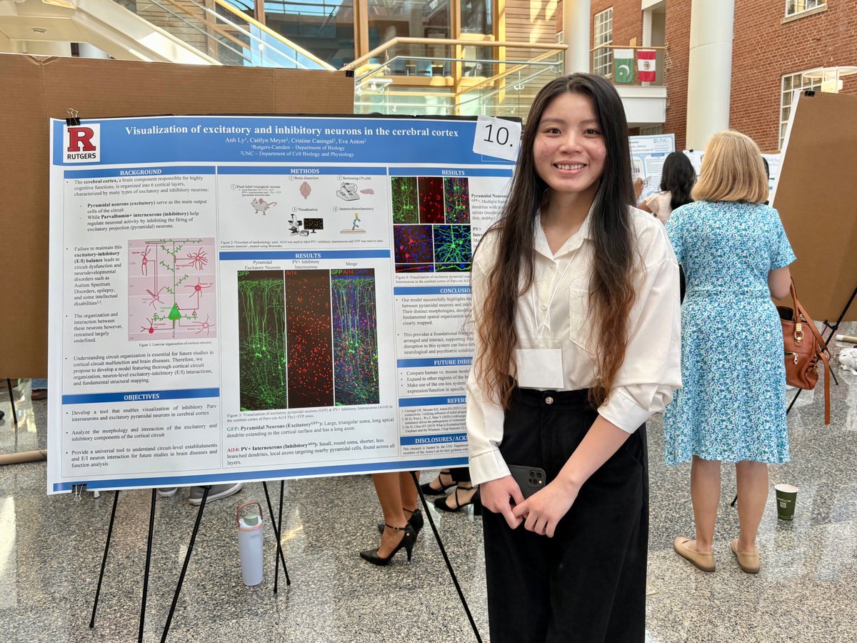 UNC_PHCO's tweet image. 🧠 Shoutout to Carolina Summer Fellow Anh Ly, who took a deep dive into how neurons in the cerebral cortex work together, thanks to Dr. Eva Anton’s lab for the incredible opportunity! #CarolinaSummer