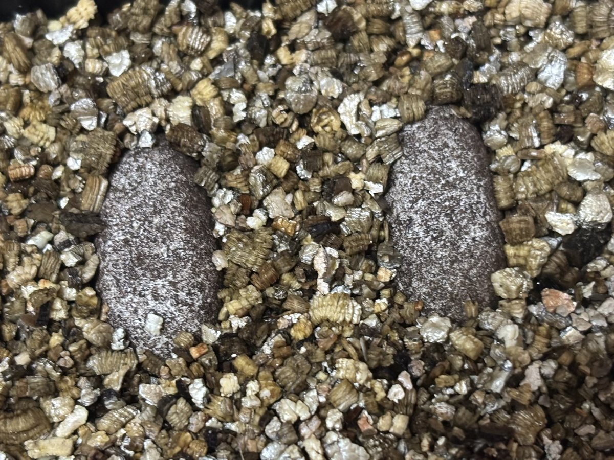 ココピートを産卵材にする時はピートモスより水分量多めにしないと回収する前に萎んでしまうな。