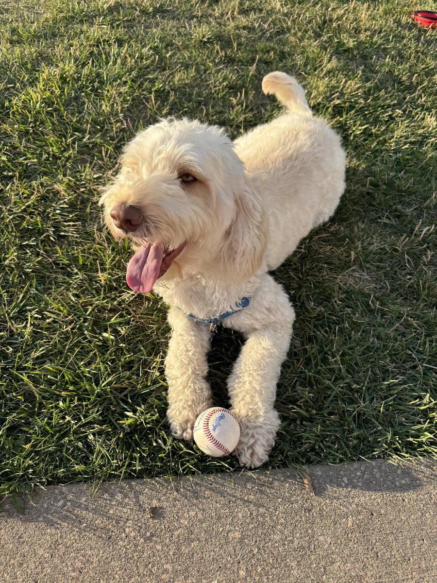 LCCaptains's tweet image. don’t worry captains fans
tucker (josh harlow’s son) is okay (and he even got to keep the ball)