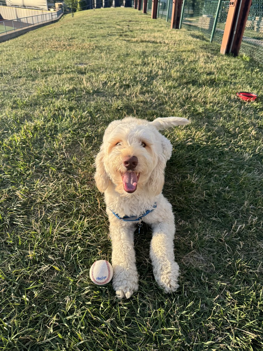 LCCaptains's tweet image. don’t worry captains fans
tucker (josh harlow’s son) is okay (and he even got to keep the ball)