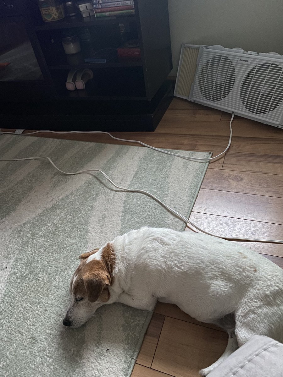 DaisyMaeJack's tweet image. Staying cool. Gonna get another heat wave 🤪🐾♥️ #cool #dogsofX