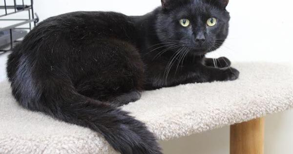 TheSunChronicle's tweet image. Meet Markie, a young male #cat who warms up once he gets used to you. Markie is available at the #Mansfield animal shelter for adoption. ow.ly/LOkV50WtUgx #pets