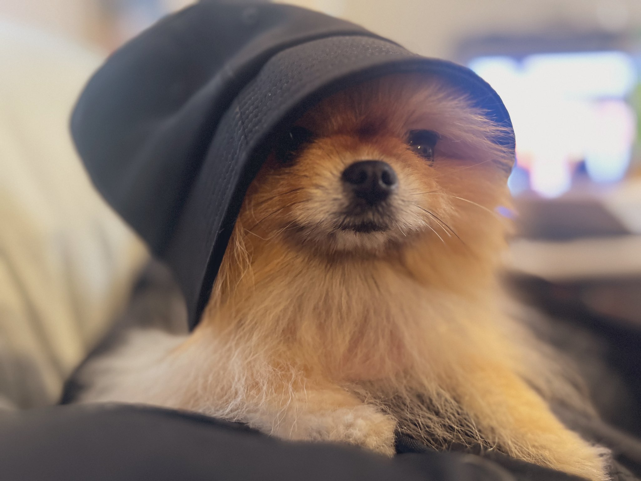 ぽめらにあん！ しゅりくんの兄弟 ほのとのパパ犬 湖都だよ💓 10歳になりました