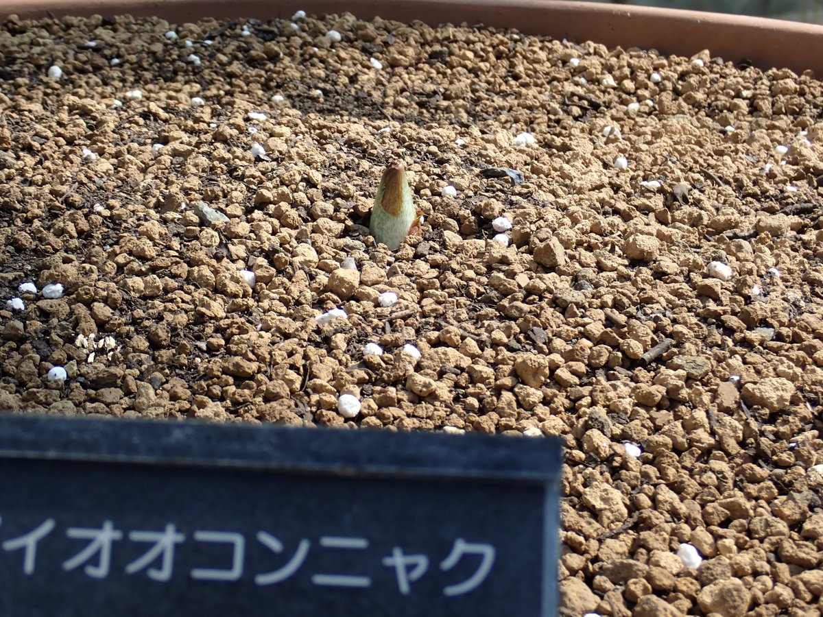 ParksJindai's tweet image. #ショクダイオオコンニャク が芽を出しています。6月3日の開花から、ほとんど休眠することなく芽を出し、急遽植替えを行った株。33キロのイモから6つも芽が出ていましたが、植替え後、地上に現れた芽は今のところ1つだけです。
#神代植物公園