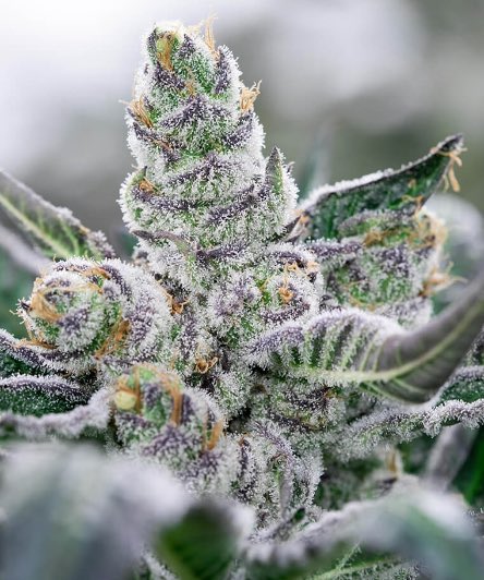 _StonersRUs_'s tweet image. Do you think it should be legal to grow your own cannabis at home? 🪴