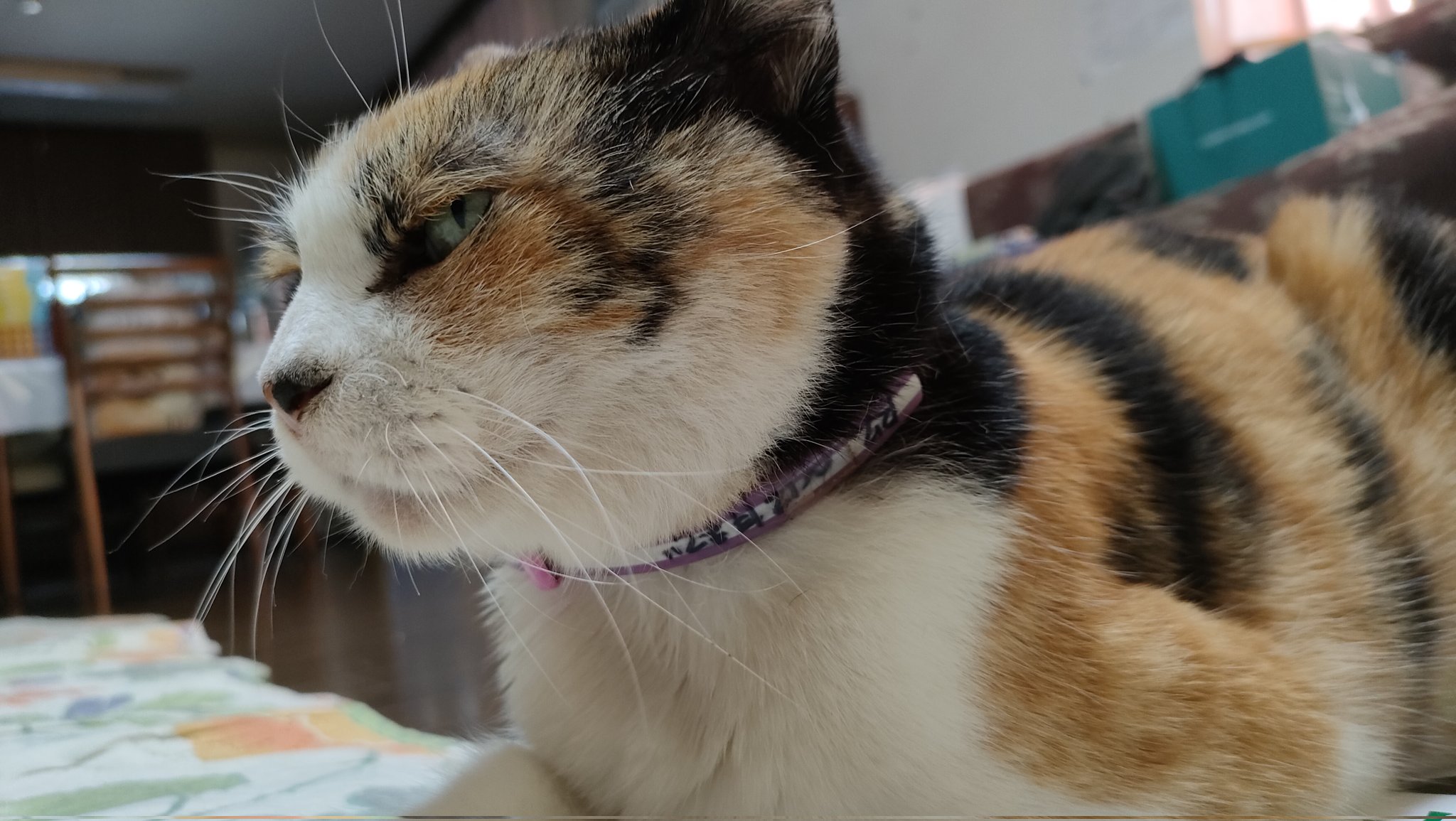 猫さん viper zero on X: 
