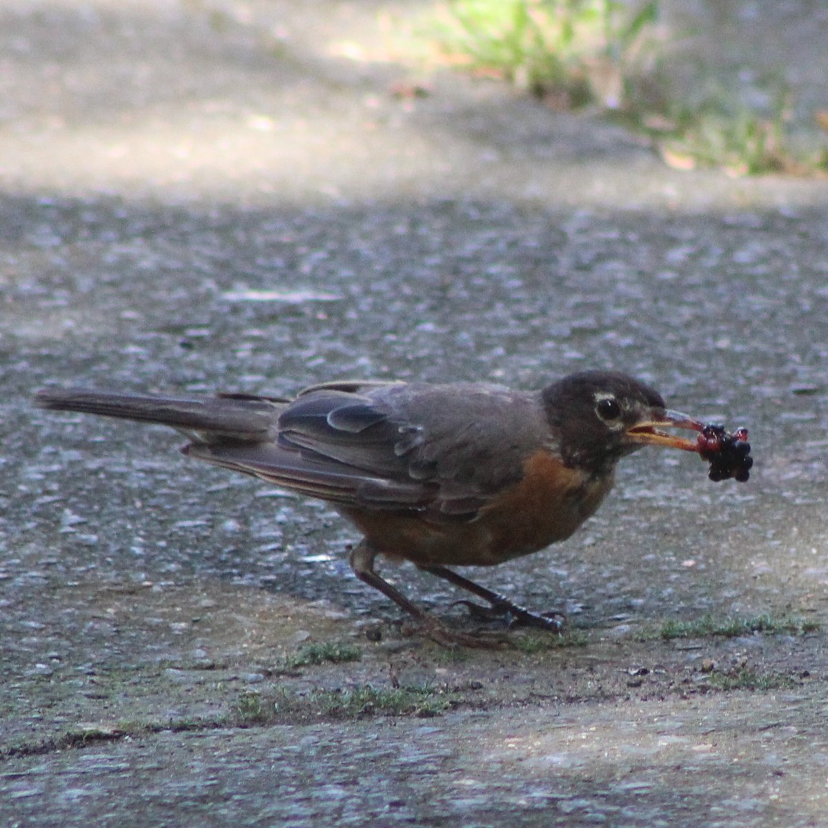 ScurrasFolly's tweet image. News from the garden front:
THIEVES!!!
Not one but two thieves raided my meager garden today. The first at the break of dawn munched on my beans and when confronted played innocent. The other, a purple beaked berry thief, showed not a bit of remorse as he gobbled my blackberry.