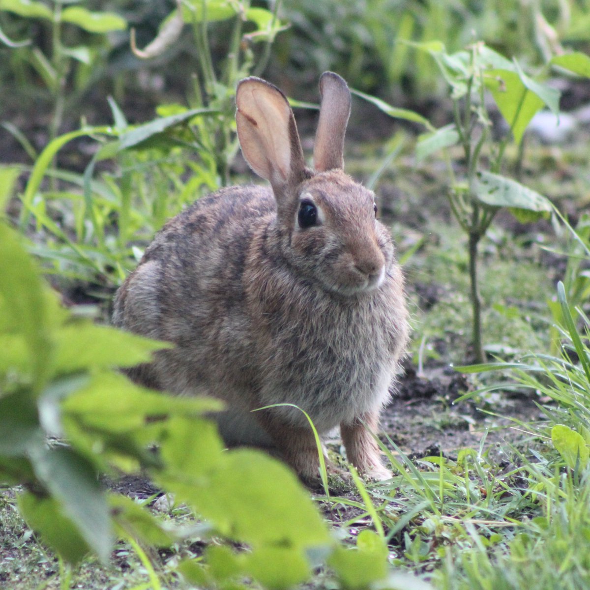 ScurrasFolly's tweet image. News from the garden front:
THIEVES!!!
Not one but two thieves raided my meager garden today. The first at the break of dawn munched on my beans and when confronted played innocent. The other, a purple beaked berry thief, showed not a bit of remorse as he gobbled my blackberry.