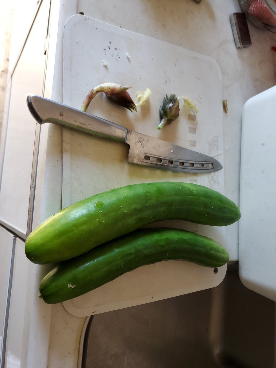fatgom_jp's tweet image. 家庭菜園
ちょっと収穫サボるとこれである