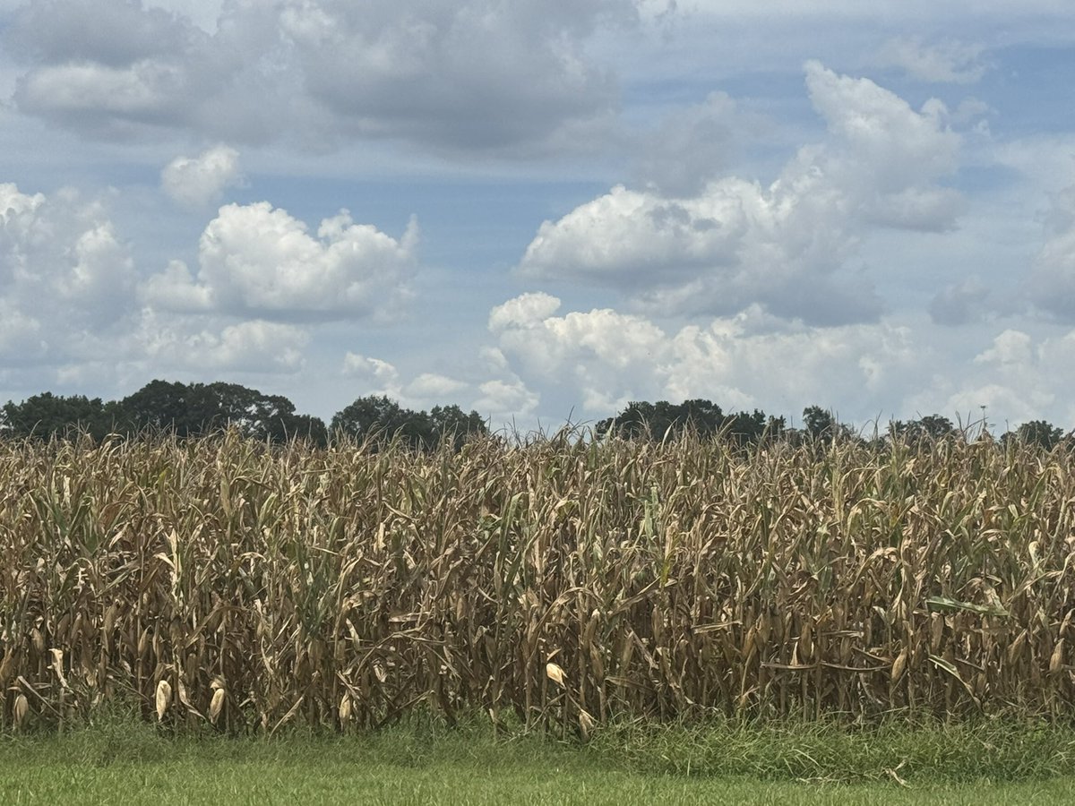 taraSmith_LCES's tweet image. A quick visit to Northeast Louisiana today.  The largest and most diverse agronomic crops region in the state.  The LSU AgCenter Macon Ridge Research Station has active research ongoing in corn, cotton, soybean, rice, and grain sorghum.