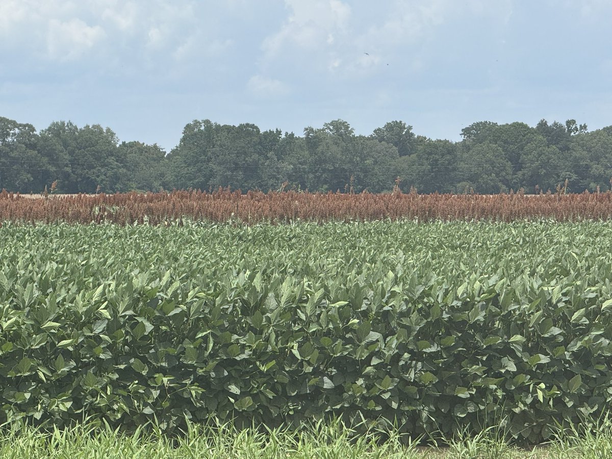 taraSmith_LCES's tweet image. A quick visit to Northeast Louisiana today.  The largest and most diverse agronomic crops region in the state.  The LSU AgCenter Macon Ridge Research Station has active research ongoing in corn, cotton, soybean, rice, and grain sorghum.