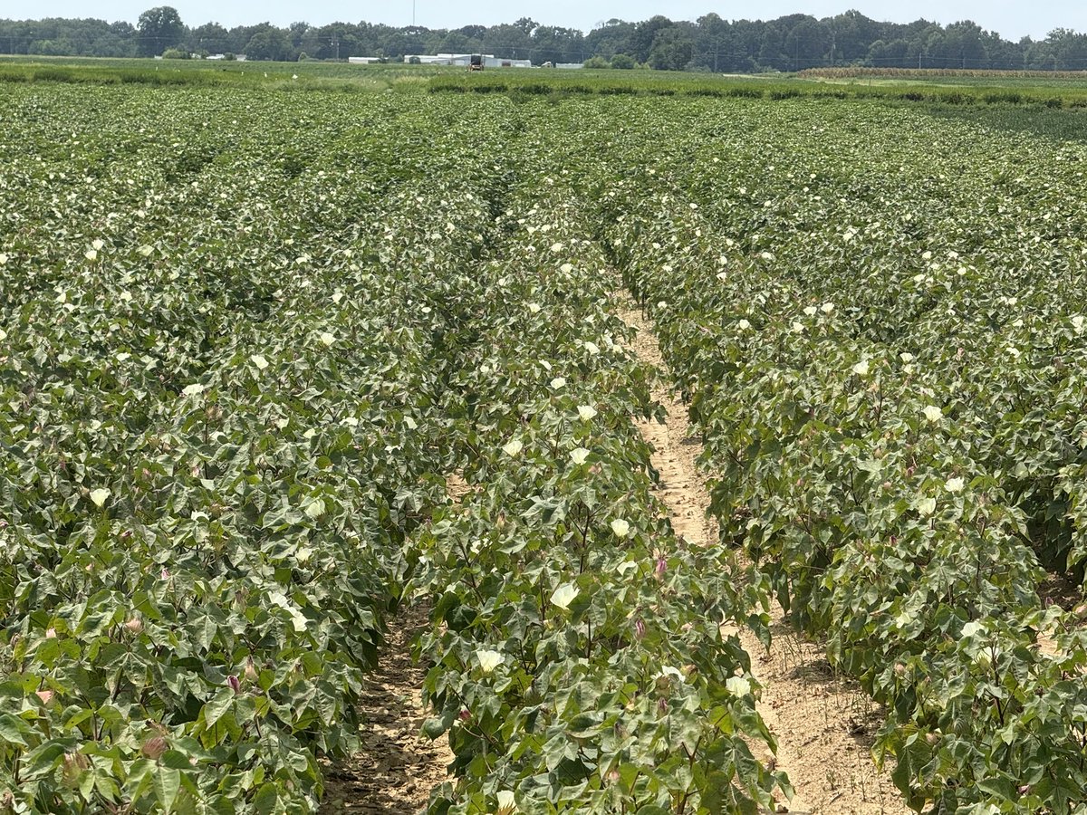 taraSmith_LCES's tweet image. A quick visit to Northeast Louisiana today.  The largest and most diverse agronomic crops region in the state.  The LSU AgCenter Macon Ridge Research Station has active research ongoing in corn, cotton, soybean, rice, and grain sorghum.
