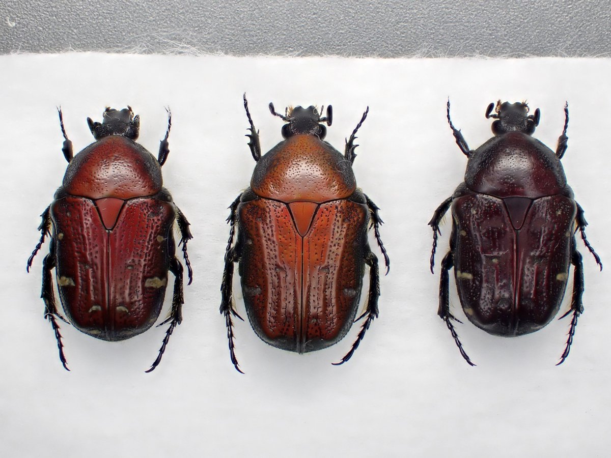 DamasterCarabus's tweet image. コアオハナムグリ
Gametis(Oxycetonia) jucunda
🇯🇵 Japan
ノラニンジン(Daucus carota)の花に無数にいたコアオハナムグリの中から赤みが有るのを3頭選んで採集してきました。