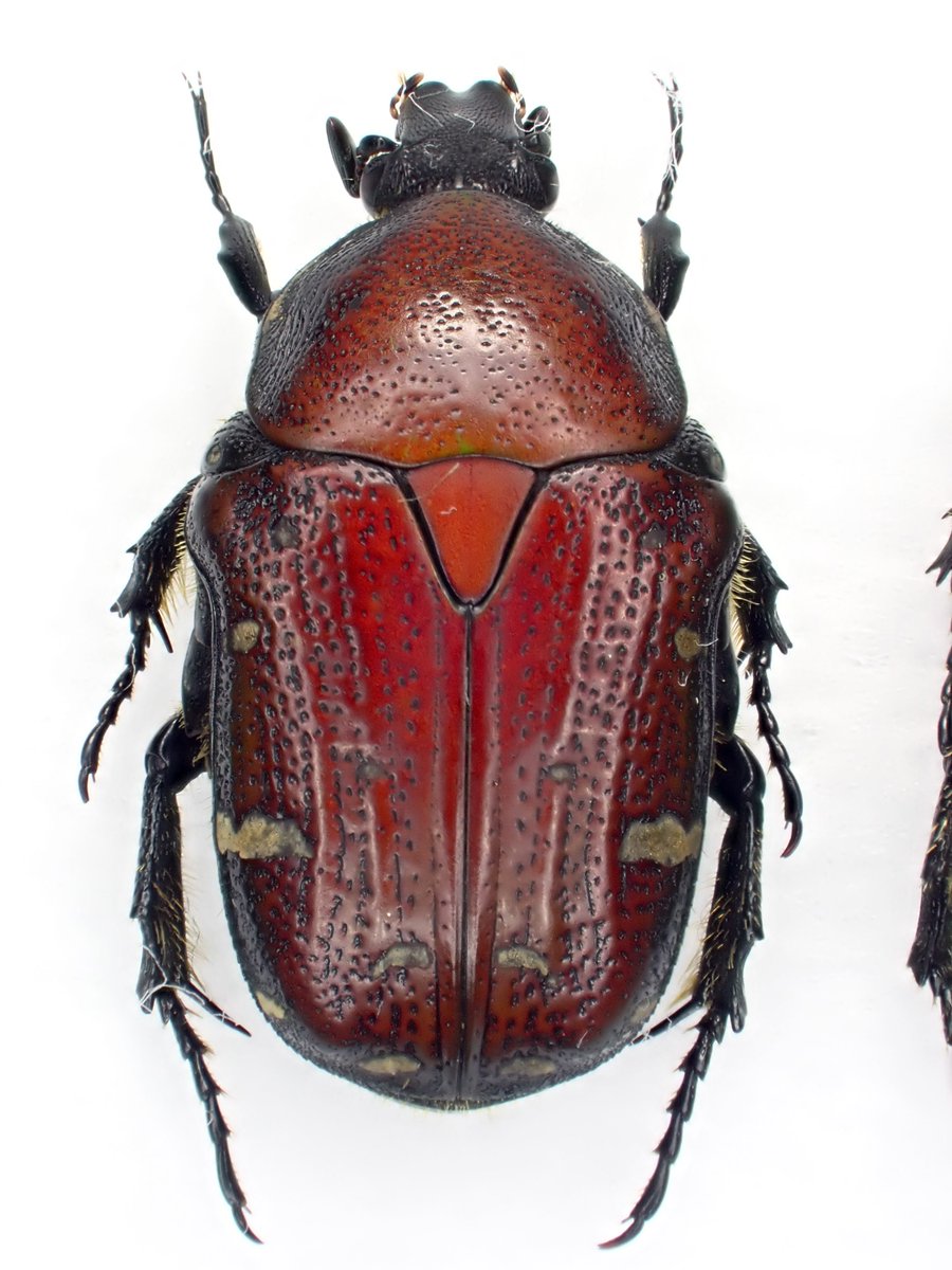 DamasterCarabus's tweet image. コアオハナムグリ
Gametis(Oxycetonia) jucunda
🇯🇵 Japan
ノラニンジン(Daucus carota)の花に無数にいたコアオハナムグリの中から赤みが有るのを3頭選んで採集してきました。