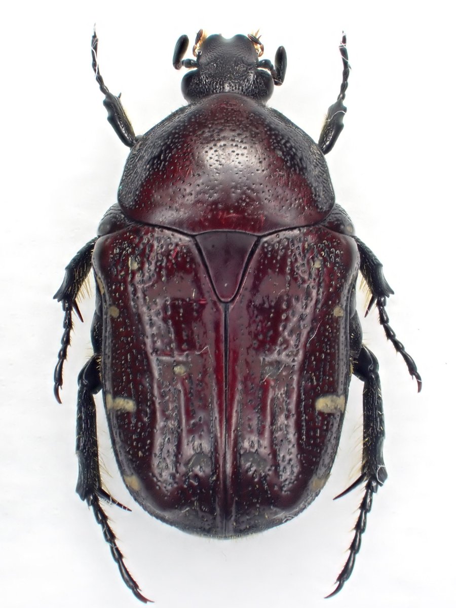 DamasterCarabus's tweet image. コアオハナムグリ
Gametis(Oxycetonia) jucunda
🇯🇵 Japan
ノラニンジン(Daucus carota)の花に無数にいたコアオハナムグリの中から赤みが有るのを3頭選んで採集してきました。