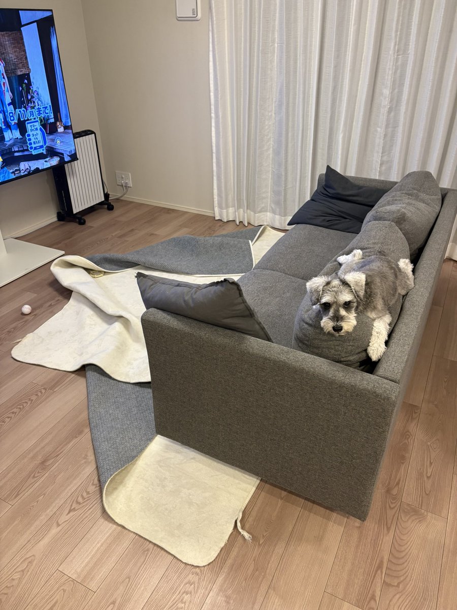 部屋中を散らかして、大満足のお犬様💖