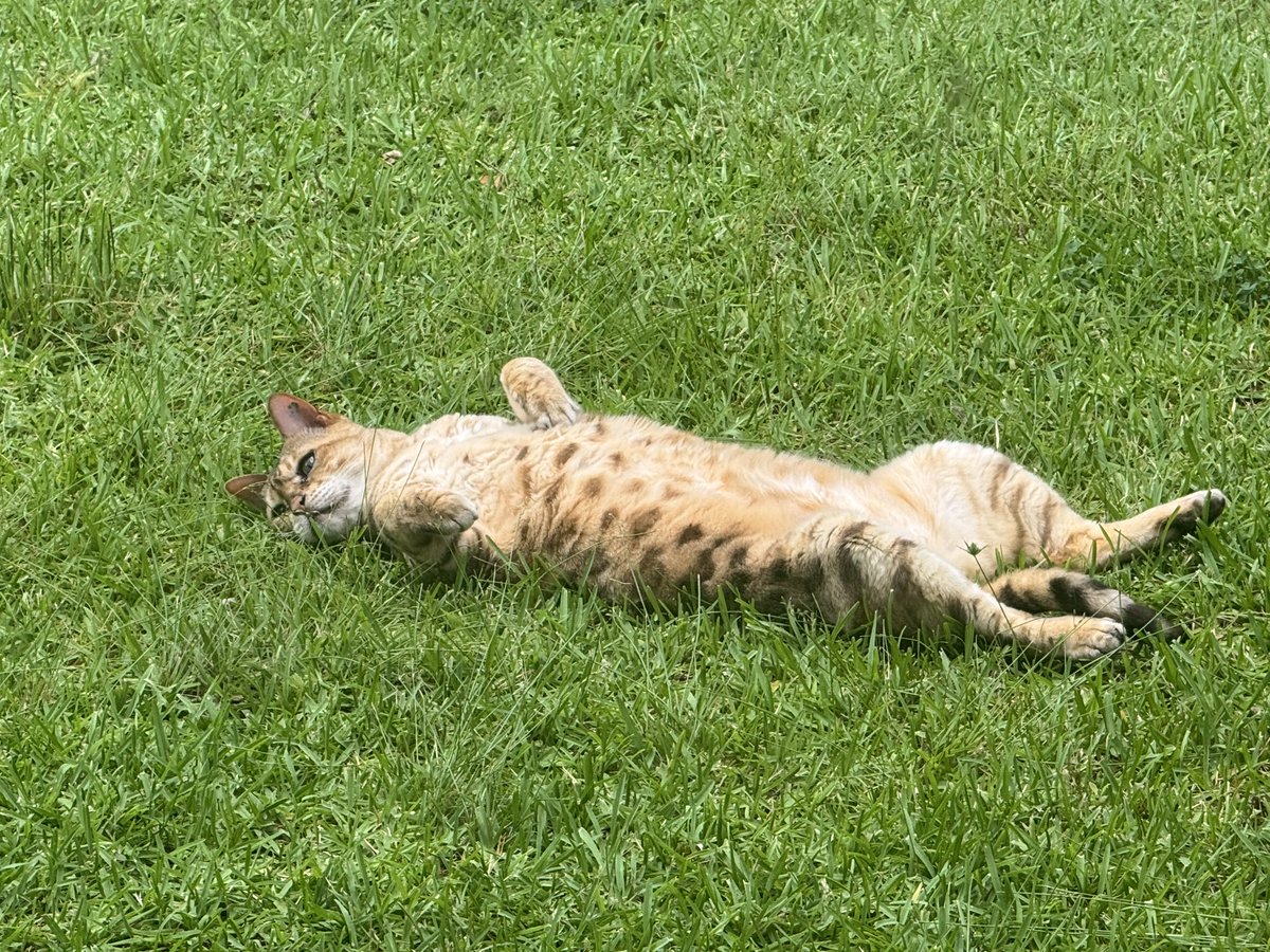 What? I’m busy 😹😹😹