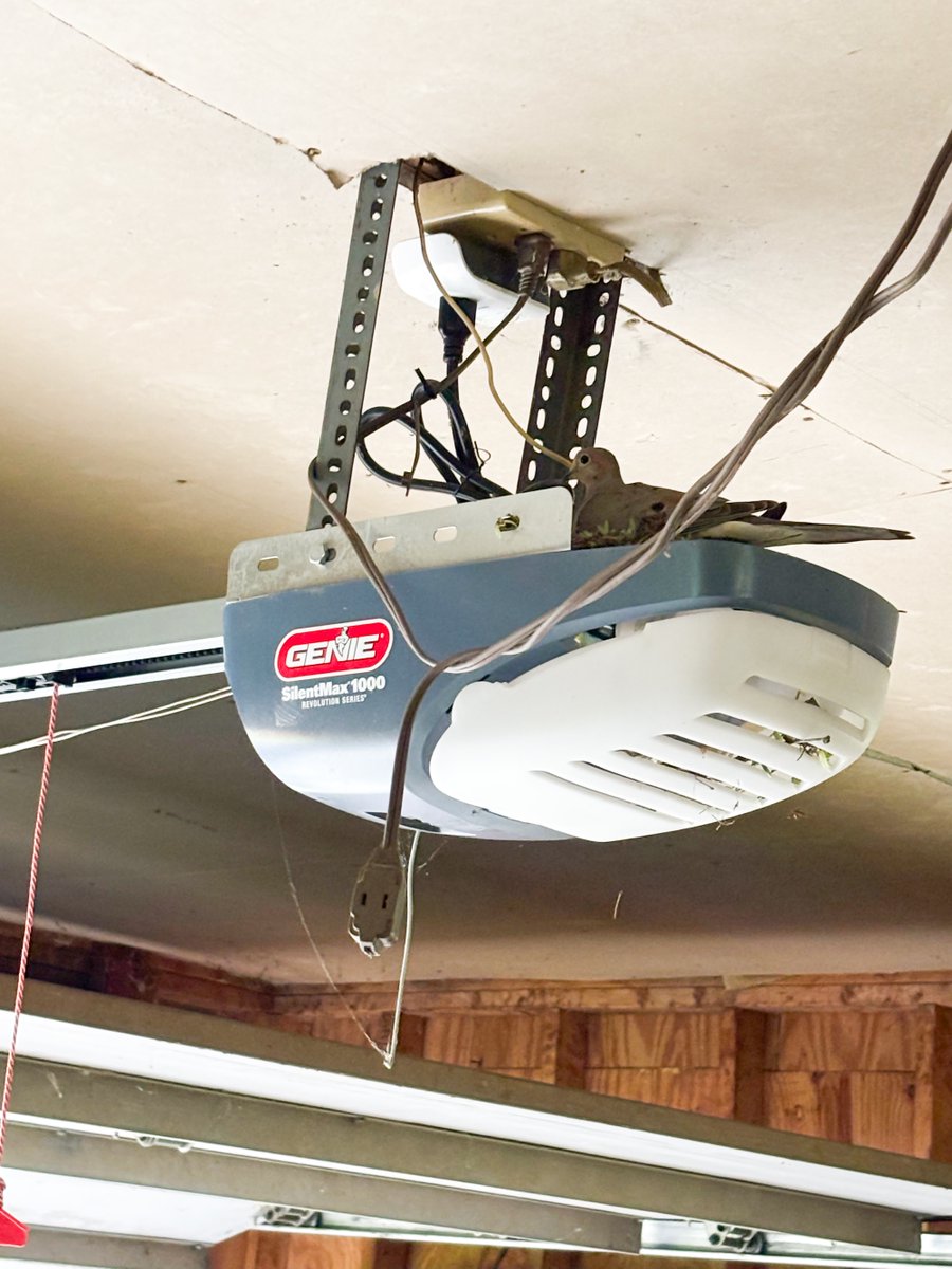 JLJarvis_Writer's tweet photo. So, I guess closing the garage door is out of the question.
#mourningdove #nest https://t.co/dUl9V8MHgm