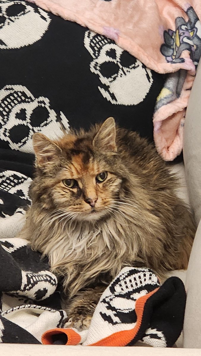 DavkasPlays's tweet image. It's never easy to say goodbye to a pet, especially one that was your very first. Unfortunately, we had to say goodbye to this stubborn, crotchety, opinionated old lady tonight, an absolute fighter until the very end of her 16.5 years.
We will miss you very much, Bobbin.