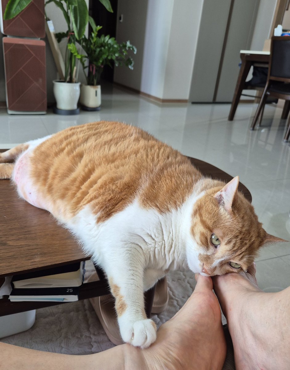 geumdong103's tweet image. 힘들게 쉬는 중