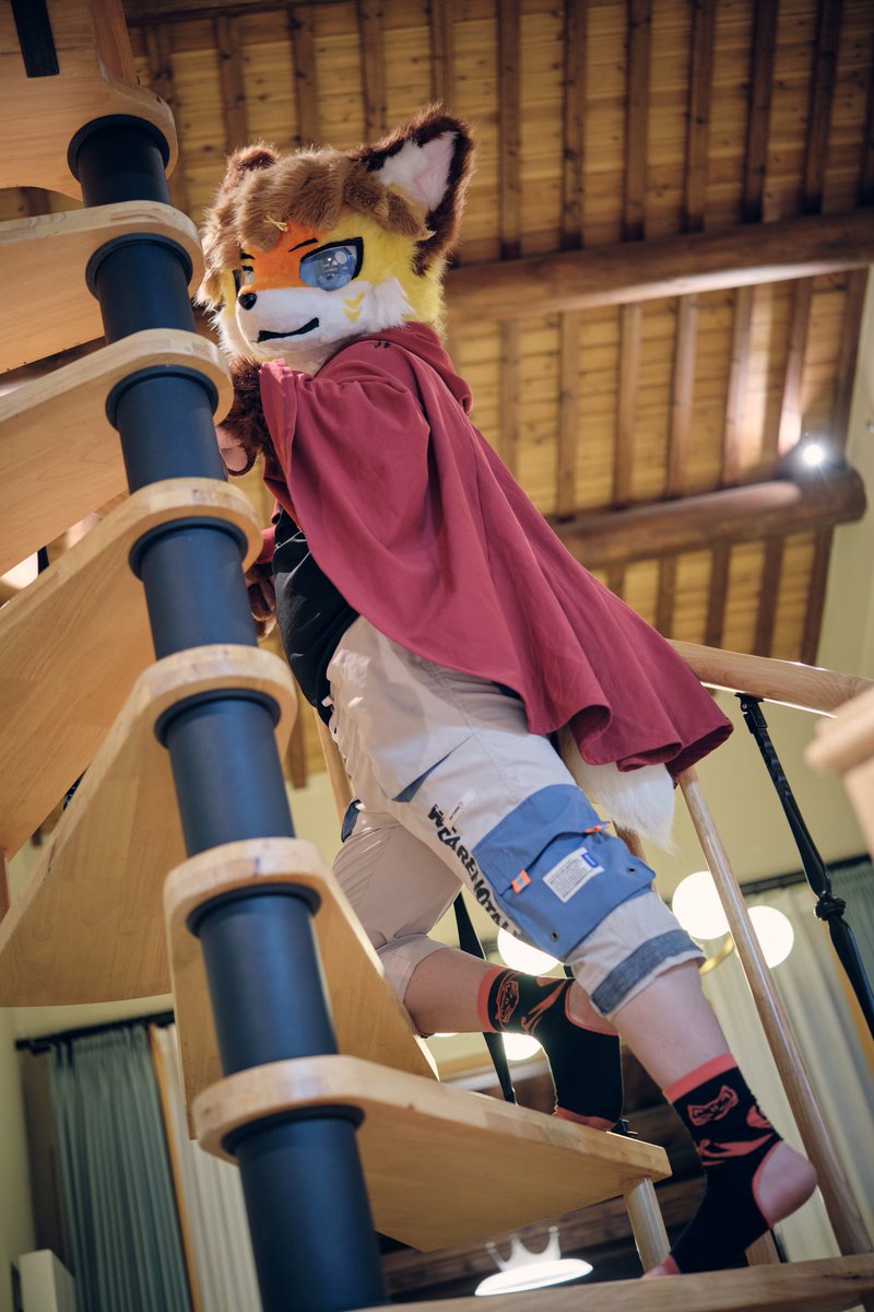 where was the fox heading to？
Go catch the tail！